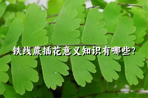 铁线蕨插花意义知识有哪些？