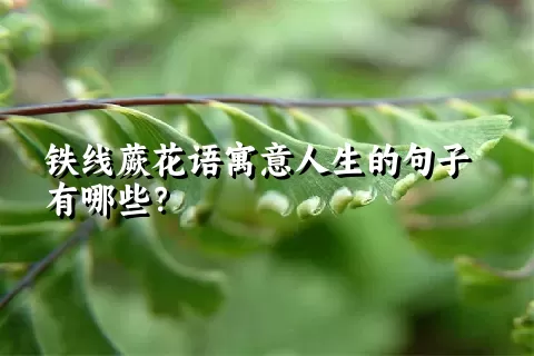 铁线蕨花语寓意人生的句子有哪些？