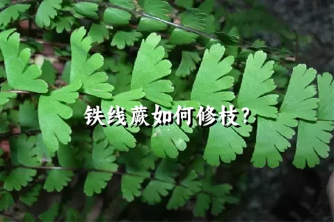 铁线蕨如何修枝？