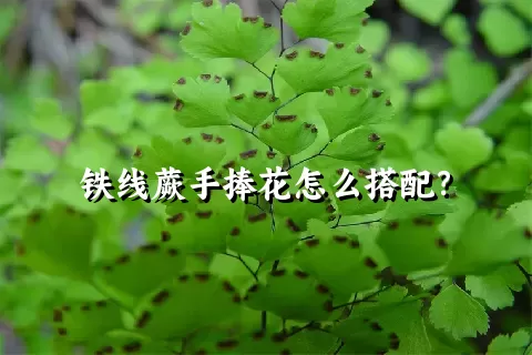 铁线蕨手捧花怎么搭配？