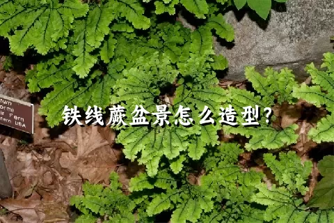 铁线蕨盆景怎么造型？