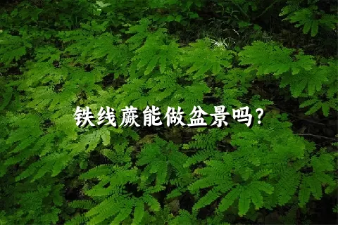 铁线蕨能做盆景吗？