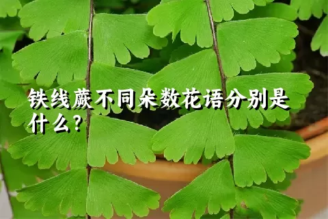 铁线蕨不同朵数花语分别是什么？