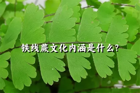 铁线蕨文化内涵是什么？