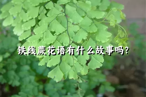 铁线蕨花语有什么故事吗？