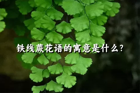 铁线蕨花语的寓意是什么？