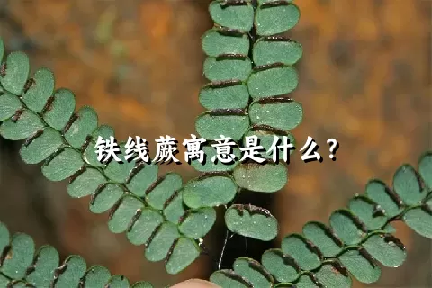 铁线蕨寓意是什么？