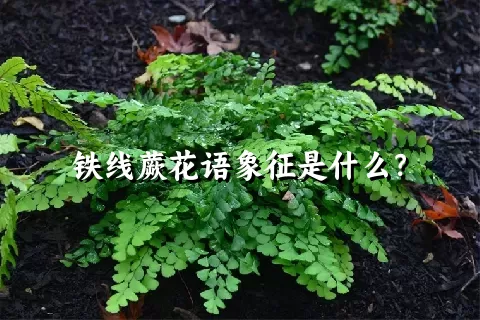 铁线蕨花语象征是什么？