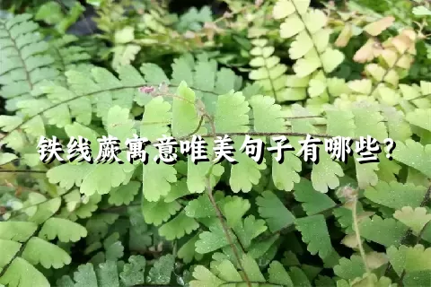 铁线蕨寓意唯美句子有哪些？