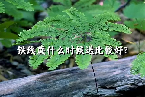 铁线蕨什么时候送比较好？