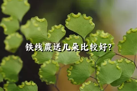 铁线蕨送几朵比较好？