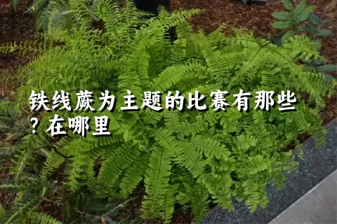 铁线蕨为主题的比赛有那些？在哪里