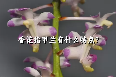 香花指甲兰有什么特点？