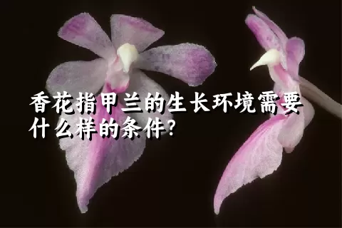 香花指甲兰的生长环境需要什么样的条件？