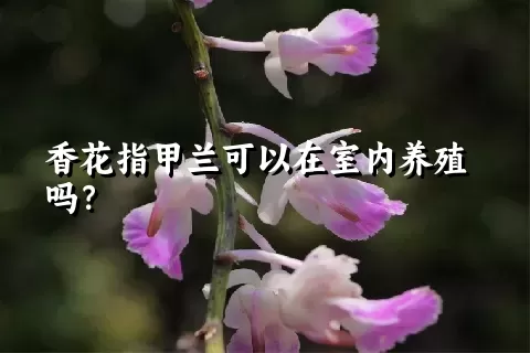 香花指甲兰可以在室内养殖吗？