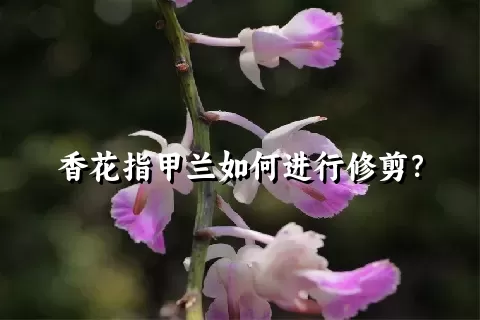 香花指甲兰如何进行修剪？