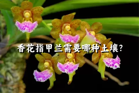 香花指甲兰需要哪种土壤？