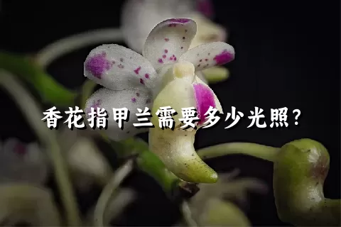 香花指甲兰需要多少光照？