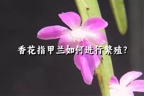 香花指甲兰如何进行繁殖？