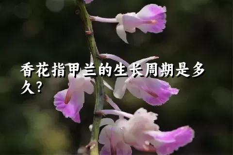 香花指甲兰的生长周期是多久？