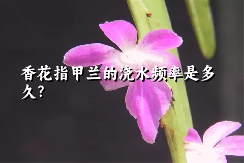 香花指甲兰的浇水频率是多久？