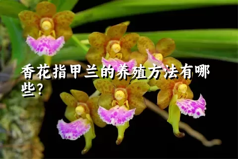 香花指甲兰的养殖方法有哪些？