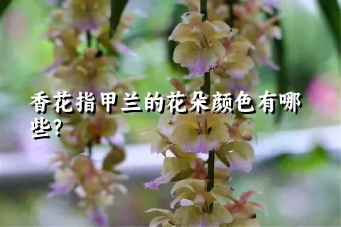 香花指甲兰的花朵颜色有哪些？