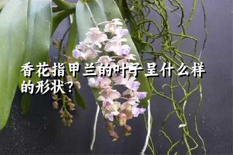 香花指甲兰的叶子呈什么样的形状？