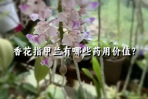 香花指甲兰有哪些药用价值？