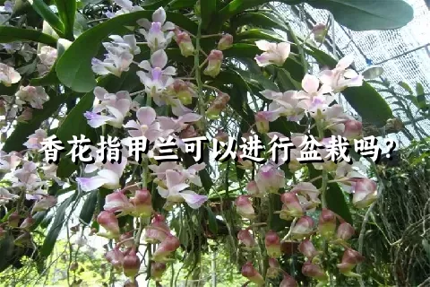 香花指甲兰可以进行盆栽吗？