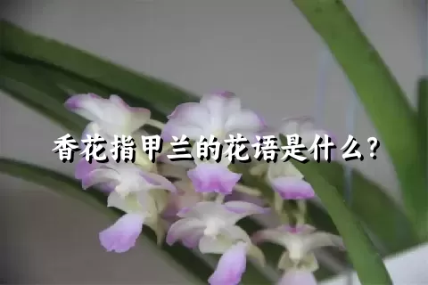 香花指甲兰的花语是什么？