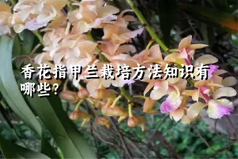 香花指甲兰栽培方法知识有哪些？