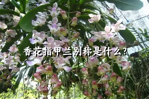 香花指甲兰别称是什么？