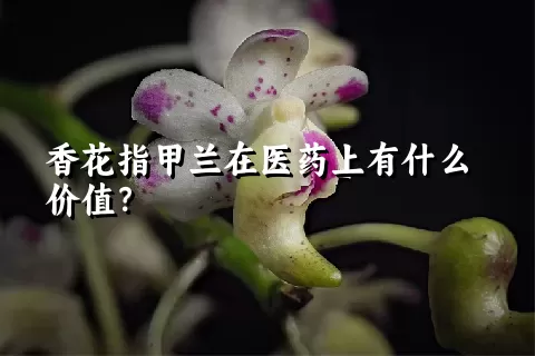 香花指甲兰在医药上有什么价值？