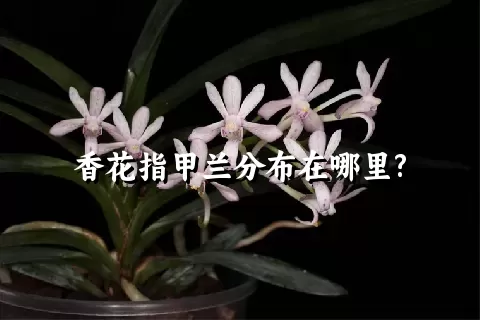 香花指甲兰分布在哪里?