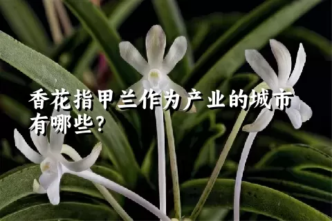 香花指甲兰作为产业的城市有哪些？