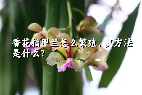 香花指甲兰怎么繁殖，其方法是什么？