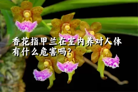 香花指甲兰在室内养对人体有什么危害吗？