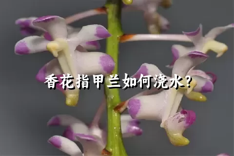 香花指甲兰如何浇水？