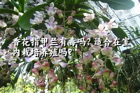 香花指甲兰有毒吗？适合在室内栽培养殖吗？