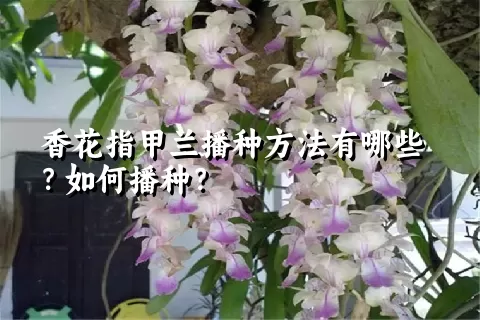 香花指甲兰播种方法有哪些？如何播种？