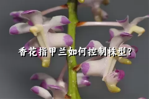 香花指甲兰如何控制株型？