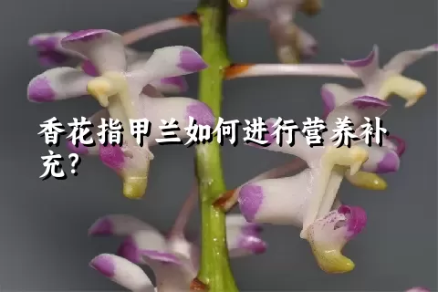 香花指甲兰如何进行营养补充？