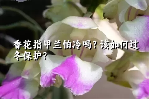 香花指甲兰怕冷吗？该如何过冬保护？