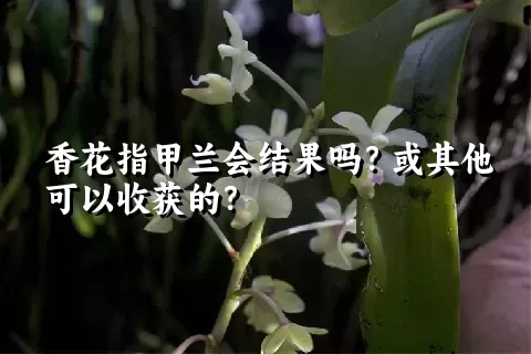 香花指甲兰会结果吗？或其他可以收获的？