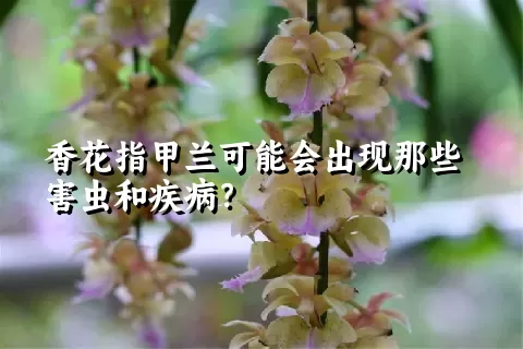 香花指甲兰可能会出现那些害虫和疾病？