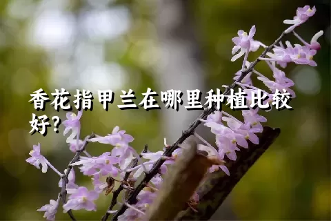 香花指甲兰在哪里种植比较好？