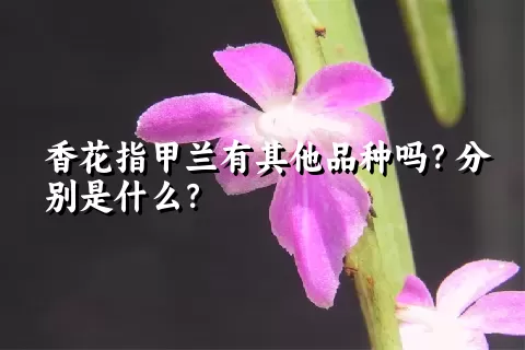 香花指甲兰有其他品种吗？分别是什么？