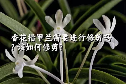 香花指甲兰需要进行修剪吗？该如何修剪？