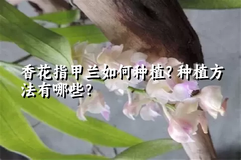 香花指甲兰如何种植？种植方法有哪些？